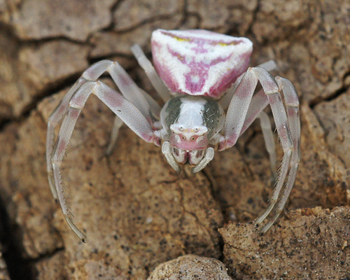 Flower Crab Spiders