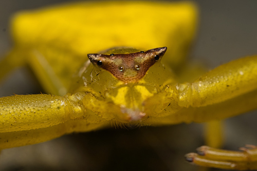 Flower Crab Spiders