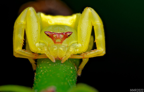 Flower Crab Spiders