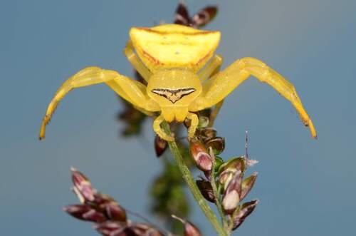 Flower Crab Spiders