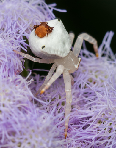 Flower Crab Spiders