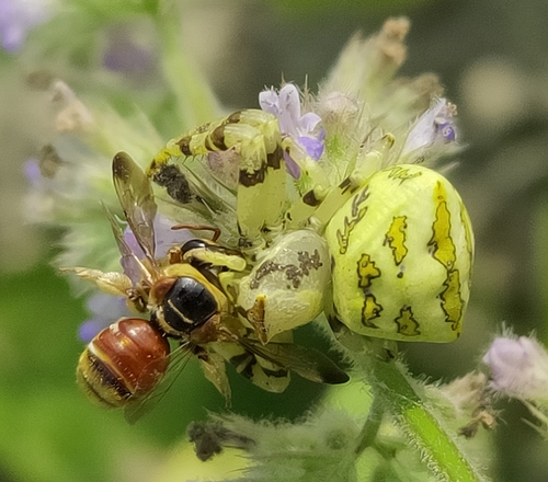 Flower Crab Spiders