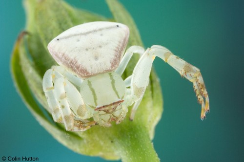 Flower Crab Spiders