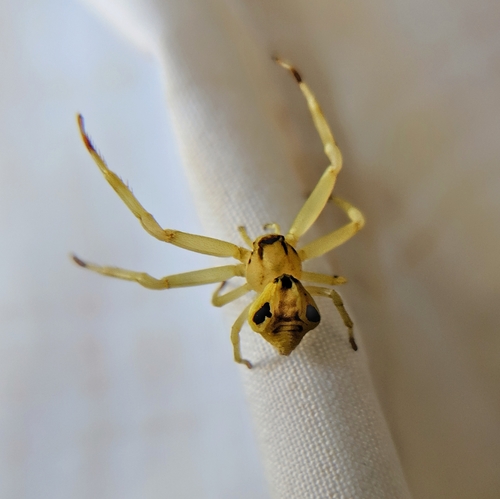 Flower Crab Spiders