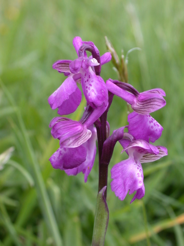 green-winged orchid
