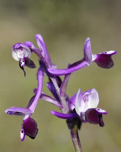 green-winged orchid