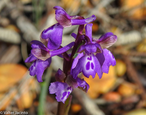 green-winged orchid