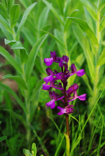 green-winged orchid