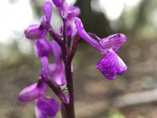 green-winged orchid