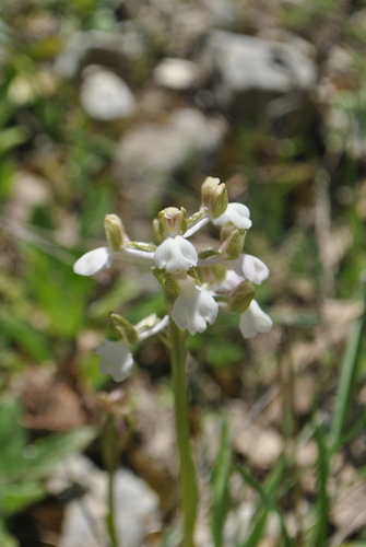 green-winged orchid