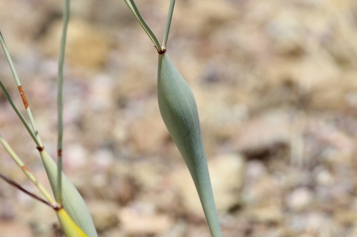 Desert Trumpet