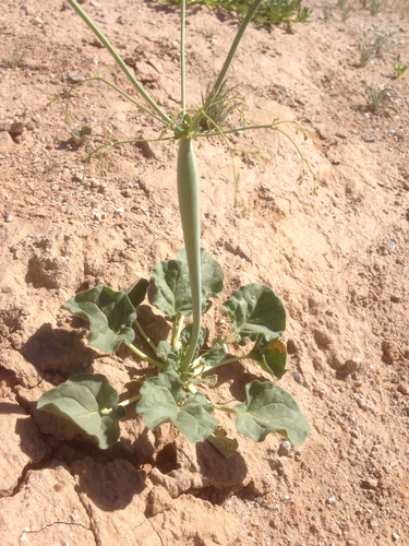 Desert Trumpet