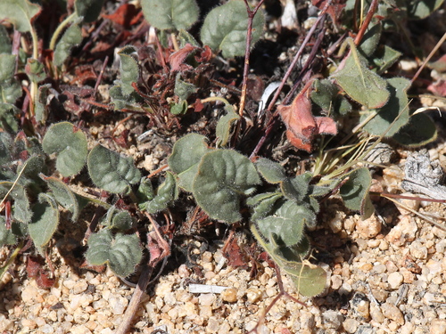 Desert Trumpet