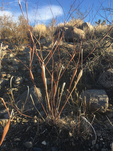Desert Trumpet