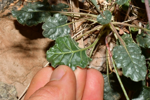 Desert Trumpet