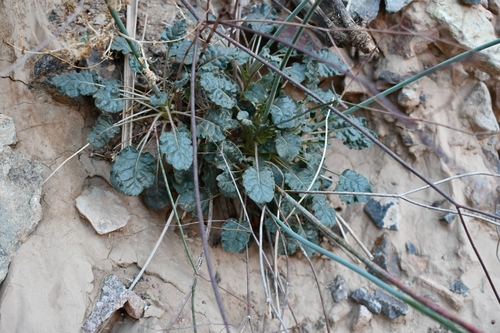 Desert Trumpet