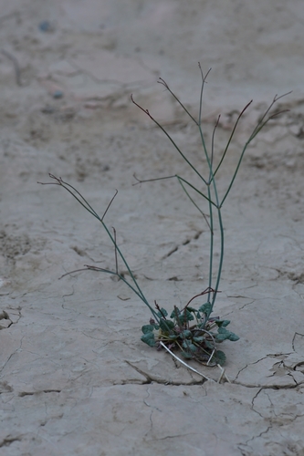 Desert Trumpet