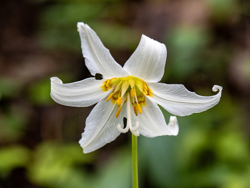 giant white fawn lily