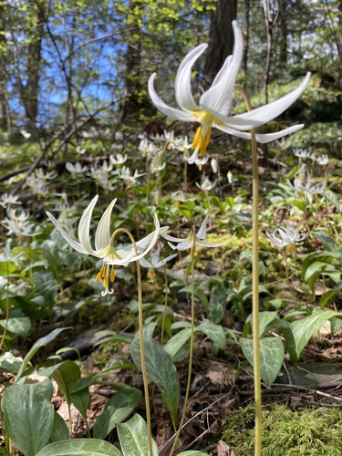 giant white fawn lily