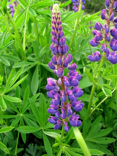 Large-leaved lupine