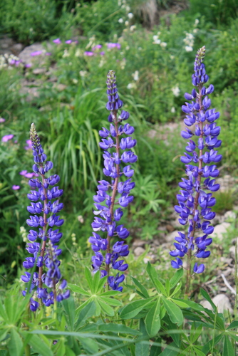 Large-leaved lupine