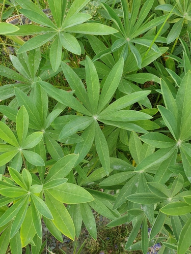 Large-leaved lupine