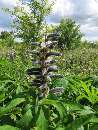 Large-leaved lupine