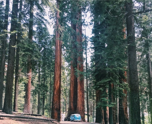 giant sequoia