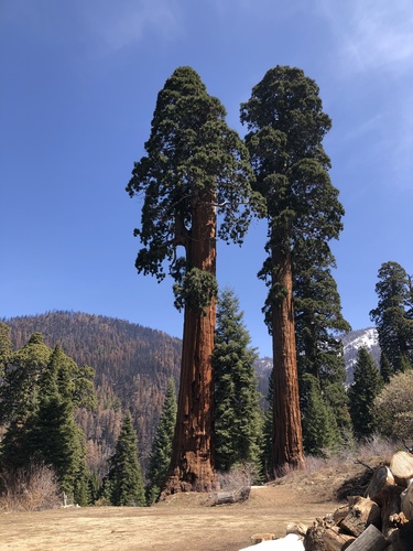 giant sequoia