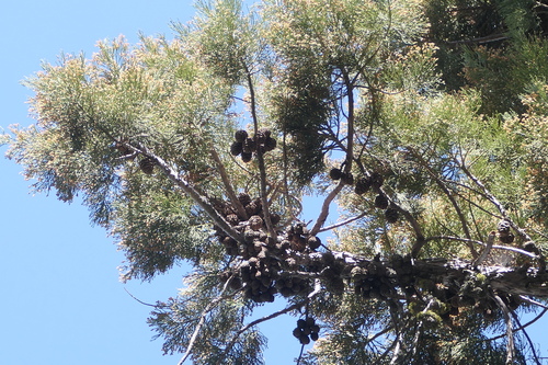 giant sequoia