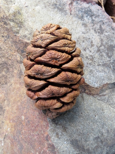 giant sequoia