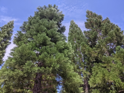 giant sequoia