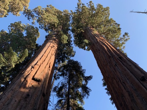 giant sequoia