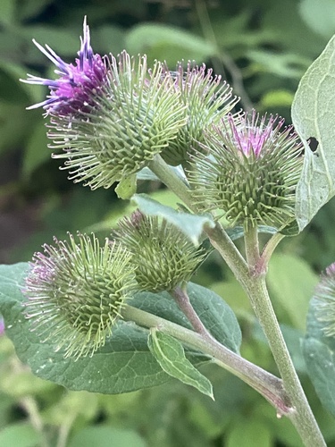 lesser burdock
