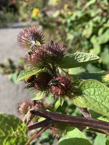 lesser burdock