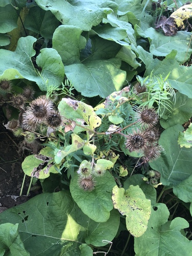 lesser burdock