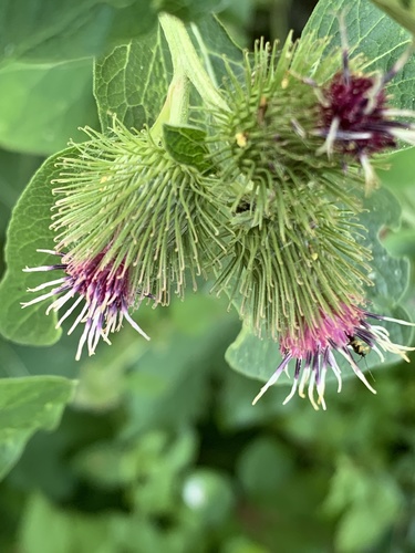 lesser burdock