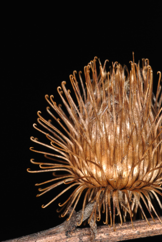 lesser burdock