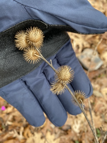 lesser burdock