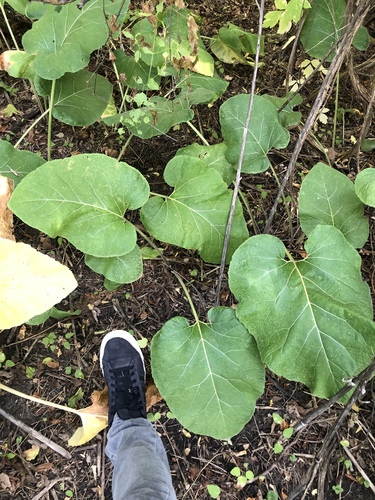 lesser burdock