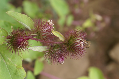 lesser burdock