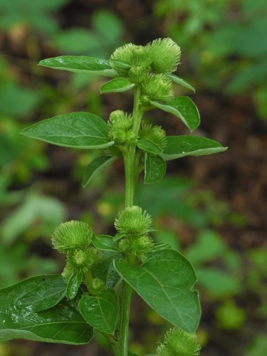 lesser burdock