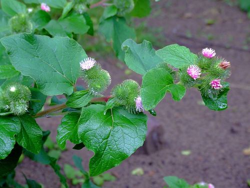 lesser burdock