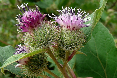 lesser burdock