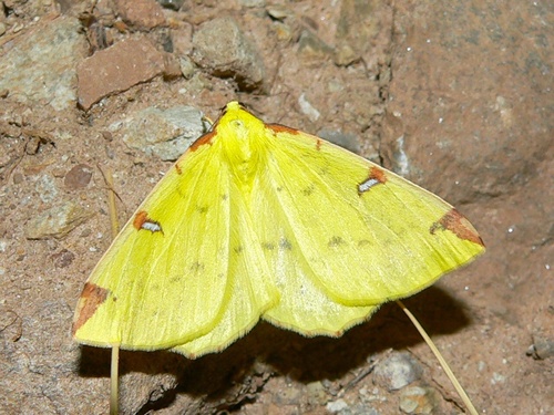 Brimstone Moth