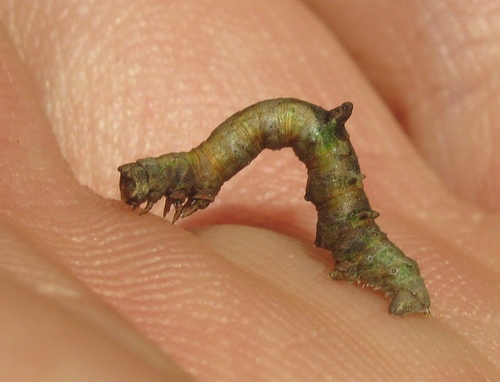 Brimstone Moth