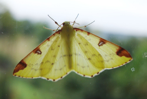 Brimstone Moth