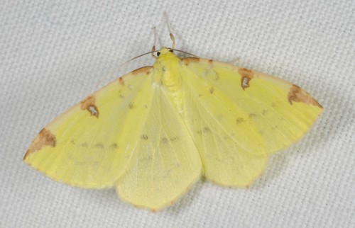 Brimstone Moth