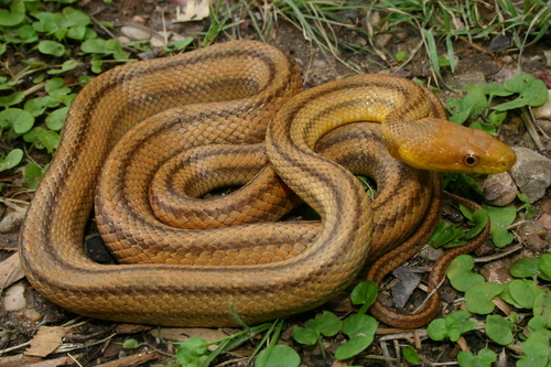 Eastern Ratsnake