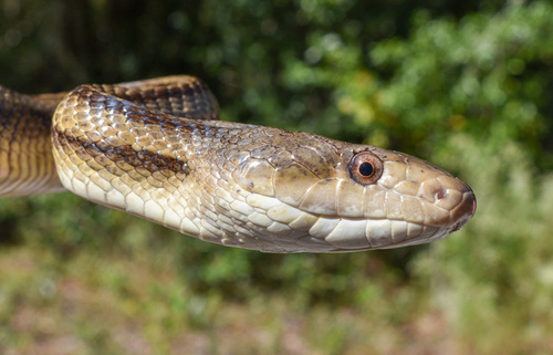 Eastern Ratsnake